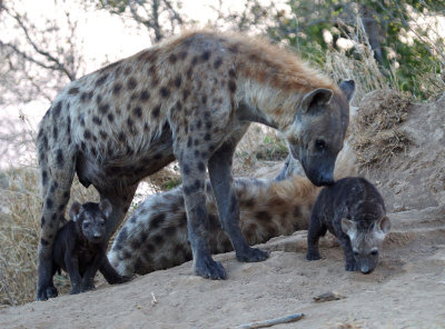 Hyena Family