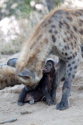 Hyena Mom and cub