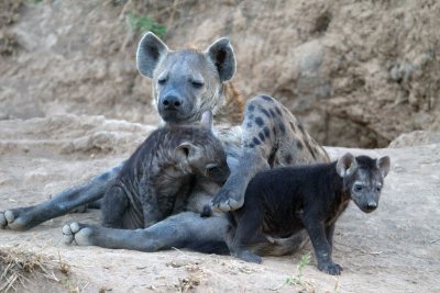 Hyena Mom and cub