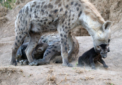 Hyena Relocation