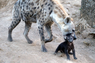 Hyena Relocation