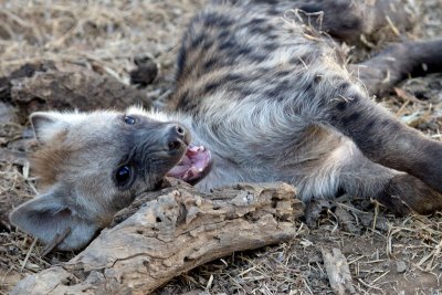 Hyena cub