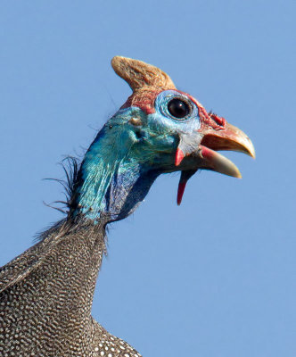 Helmeted Guineafowl Close Up