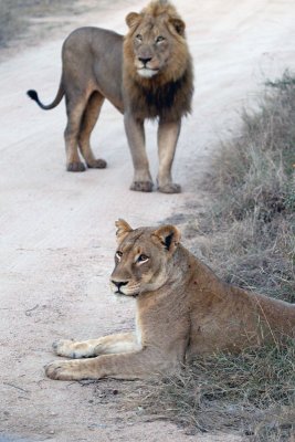 Majingilane Male and Tsalala Female at Lodge