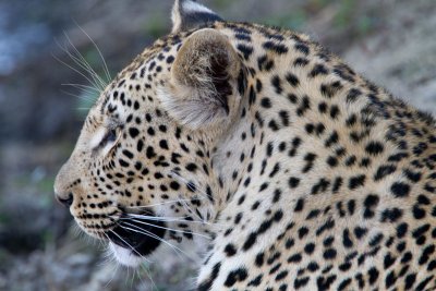 Vomba Young Female - Leopard