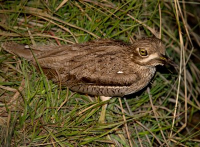 Water Thick-Knee AKA Water Dikkop