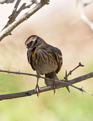 White Browed Scrub Robin