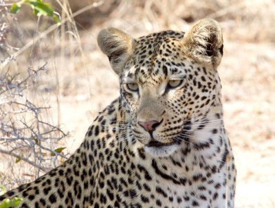 Vomba Young Female - Leopard