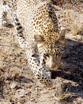 Vomba Young Female - Leopard