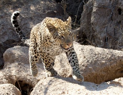 Vomba Young Female - Leopard