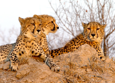 Cheetah Brothers