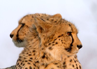 Cheetah Brothers