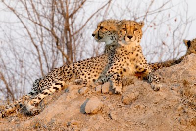 Cheetah Brothers