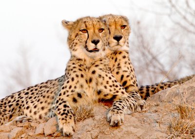 Cheetah Brothers