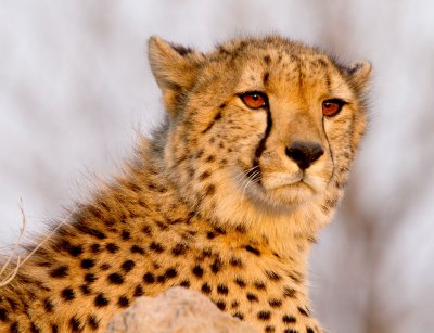 Cheetah