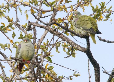 Green Pigeon