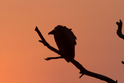 Vulture Sunset