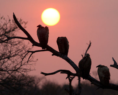 Vulture Sunset