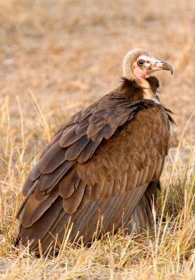 Hooded Vulture