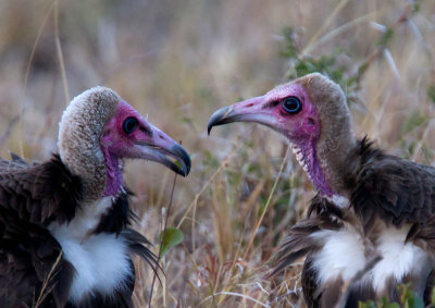 Hooded Vultures