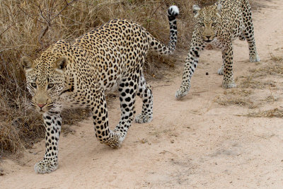 Maxabeni Female and Son