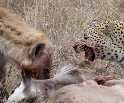 Hyena and Leopard