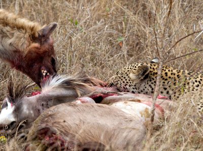 Hyena and Leopard