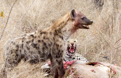 Hyena and Leopard