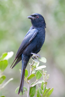 Fork Tailed Drongo