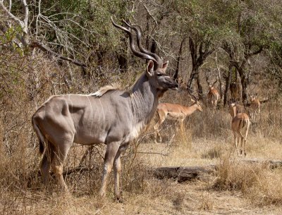 Kudu Male