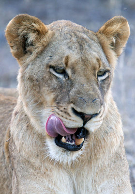 Lions of Lion Sands 2010
