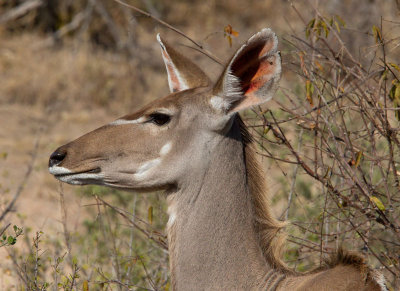 Kudu Female Close Up