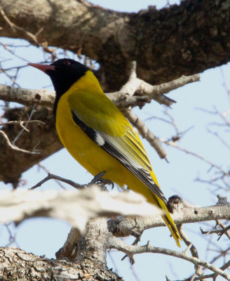 Black Headed Oriole