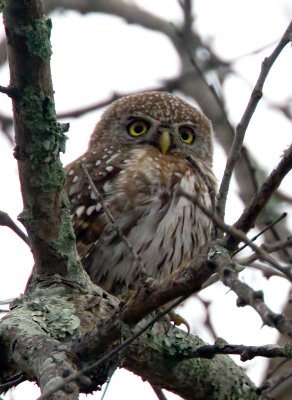 Pearl Spotted Owlet