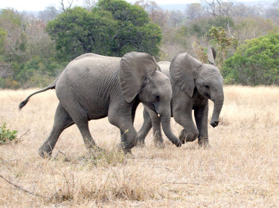 Young Elephants Running