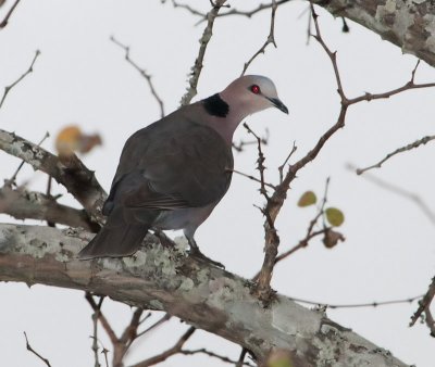 Red Eyed Dove