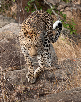 Female Leopard