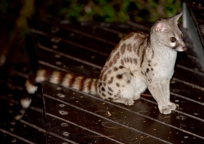 Spotted Genet