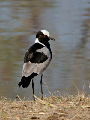 Blacksmith Lapwing