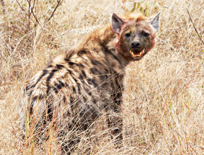 Hyena 