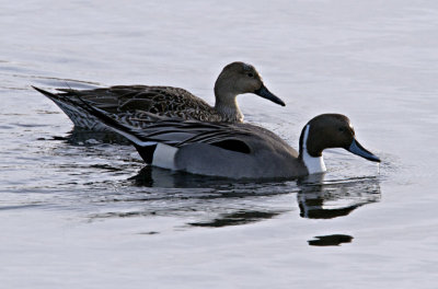 Pin Tailed Ducks