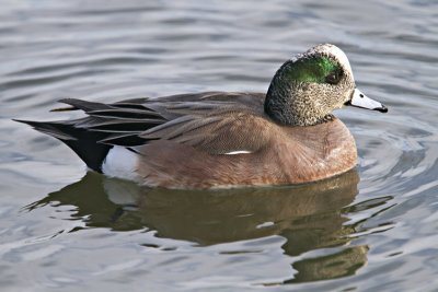 American Wigeon