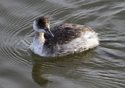 Eared Grebe