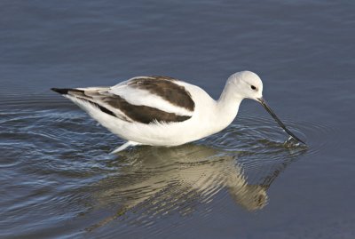 American Avocet