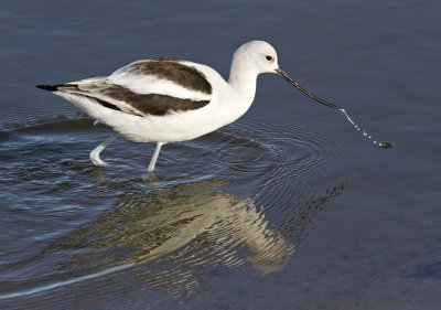 American Avocet