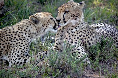 Cheetah Grooming