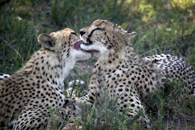 Cheetah Grooming