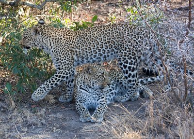 Female Leopard Cubs