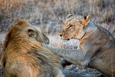 Lions Mating
