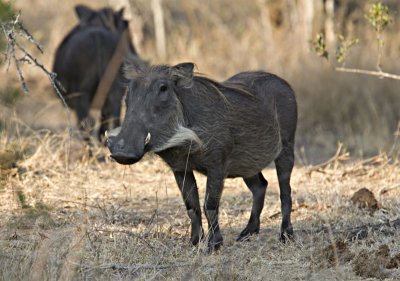 Warthog